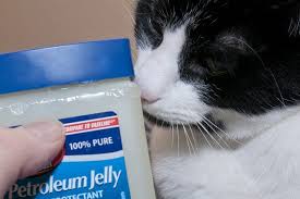 How To Clear A Cat S Stuffy Nose Cuteness Upper Respiratory Infection Stuffy Nose Remedy Upper Respiratory Infection Symptoms
