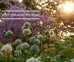 Jetzt Zierlauch Bestellen In 2020 Zierlauch Pflanzen Gartnerei