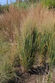 In late summer a bouquet of rosy panicles is displayed. Panicum Virgatum Panic Grass Panic Grasses Switchgrass Switch Grass Tall Panic Grass Thatchgrass Wild Redtop North Carolina Extension Gardener Plant Toolbox
