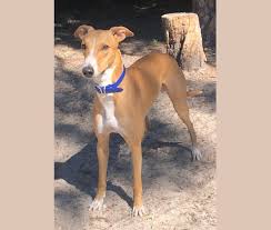 Great danes and pitbulls vary widely in size and weight, so individuals of this mix could be anywhere. Embark Dog Dna Test Breed