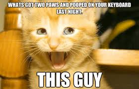 If You Ve Ever Had A Cat You Should Be Able To Relate To These Horrible Stories Of Pet Ownership Funny Animals With Captions Funny Animals Cat Memes