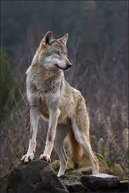 Alpha Wolf Alpha Wolf Wolf Dog Animals
