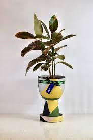 Image result for ficus elastica flower