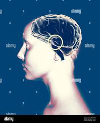 Brain works hi-res stock photography and images