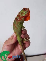 Red Iguana Baby Hang Vip đực 100 đang Sợ