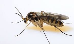 Midges are found all over the world, typically in coastal areas, swamps, and marshy regions. Bug Bite Is That A Midge Bite What To Look Out For And How To Protect Yourself Express Co Uk