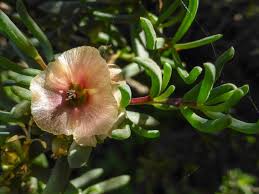Image result for Salsola