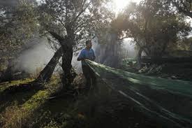 Pandemic May Prove Turning Point For Greece S Albanian Fruit Pickers Balkan Insight