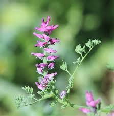 Image result for Fumariaceae