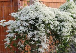 When planting, dig your hole and then cover the bottom with rich compost. Give Your Garden A Lift With Clematis Longfield Gardens