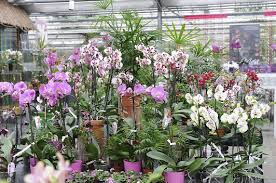 Haben sie sich für eine orchidee entschieden, sollten sie auch den passenden topf wählen. Orchideen Zentrum Wichmann Online Shop Beratung Verkauf Und Versand Europaweit Orchideen Wichmann De Hochste Gartnerische Qualitat Und Erfahrung Seit 1897