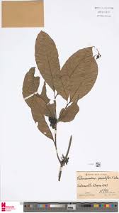 Image result for Tabernaemontana penduliflora