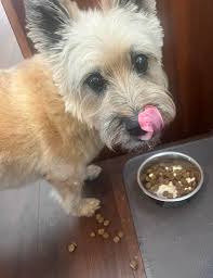 How to give pills to a dog that refuses to take them?