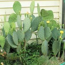 Tahiti sunrise cold hardy, prickly pear cactus a large padded cactus with large gorgeous tangerine orange flowers and curly opuntia phaeacantha ornamental red spines prickly pear cactus a medium to large size plant that comes adorned with long ornamental red spines. Find More Prickly Pear Cactus Pads For Sale At Up To 90 Off