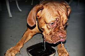 Apr 29, 2021 · hospitalize your dog, if necessary. Vomiting With Bile In Dogs Symptoms Causes Diagnosis Treatment Recovery Management Cost