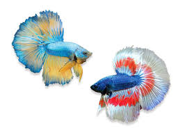 A Beginners Guide To Betta Care