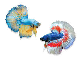 a beginners guide to betta care