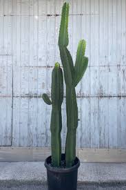 Image result for Euphorbia