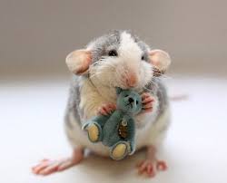 My Teddy Is My Friend Cute Rats Pet Rats Cute Animals