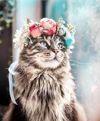 daha fazla fotograf icin tiklayiniz suslu pazarlar kediler ve yavrulari guzel kediler cute kittens