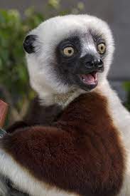 Related To Monkeys And Apes Lemurs Are Animals Beautiful Weird Animals Rare Animals