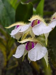 Image result for Aerangis collum-cygni