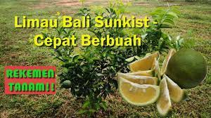 Nak tahu khasiat limau gedang? Limau Bali Sunkist Cepat Berbuah Youtube