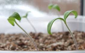 This is the most fundamental of all the steps you need to learn as a beginner when trying to figure out how to grow tomatoes indoors. Watering Tomato Seedlings Growing Tomatoes In Containers