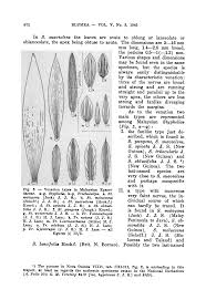 Image result for Buchnera quadrifaria