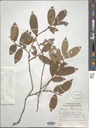 Image result for Icacinaceae