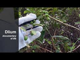 Image result for Bridelia ripicola