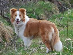Border Collie Australian Shepherd Mix Black And Brown Australian Red Border Collie Red Border Collie Collie Border Collie