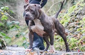 Purple ribbon united kennel club (ukc) american bully, and american bully kennel club (abkc) registered. Koko Nero Female From Uk American Bully Big Dogs American Bully Safe Dog Toys