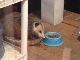What human food can cats eat, and what not to feed cats. A Possum Showed Up On My Doorstep And Started Eating My Cats Food Possums