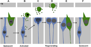 These observations suggest that the movement of stereocilia and the resulting modulation of their ionic currents is likely to be greater for outer hair cells. Molecule Required For The Regeneration Of Auditory Br Hair Cells In The Avian Inner Ear Hearing Health Foundation