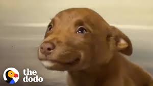 Donating to puppy paws rescue by purchasing items from our chewy wish list. This Adorable Puppy Wouldn T Stop Smiling In Her Shelter Kennel The Dodo Youtube