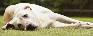 Per garantire il corretto funzionamento della milza e per mantenerla priva di residui e tossine, l a dose giornaliera di acqua raccomandata è di circa 2 litri. Problemi Alla Milza Nei Cani Blog Cani Petyoo