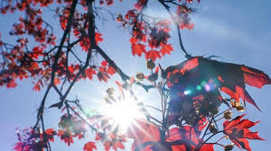 17:05, sunday, 17 january 2021. Weather Offenbach Am Main Clear Weather In Rhineland Palatinate And Saarland Panorama World Today News