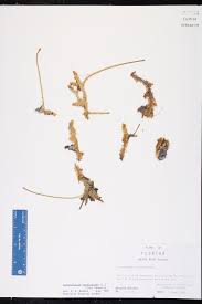 Image result for Lycopodiella caroliniana