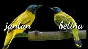 Rahasia burung kenari tetap gacor saat mabung. Burung Kurincang Jantan Cute766