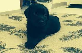 Our store also offers grooming, training, adoptions and curbside pickup. All Pets Medical Center Llc 16 Waterhouse Road Buzzards Bay Reviews And Appointments Topvet