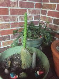 It is created by smelting a cactus. What Is The Bright Green Spike On The Cactus Gardening Landscaping Stack Exchange