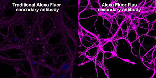 Alexa Fluor Plus Secondary Antibodies Thermo Fisher