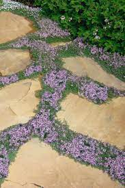Buy Elfin Creeping Thyme Plants Free Shipping Thymus Serpyllum Elfin 4 Garden Stepping Stones Thyme Plant Garden Stones