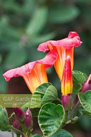 Image result for Stictocardia