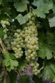 Cultivarea strugurilor necesită muncă serioasă şi multă atenţie, dar dacă vinul făcut de dumneavoastră va fi lăudat, veţi fi cu adevărat mândru şi veţi uita de toate clipele grele. Soiuri De Vita De Vie Autohtone Pentru Vinuri Cursuri De Somelieri