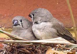 7 видео 1 просмотр обновлен 13 мар. Pin On Birds
