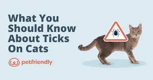 What You Should Know About Ticks on Cats and How to Remove