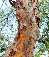 Image result for Ulmus parvifolia