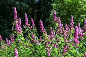 Image result for Spiraea douglasii